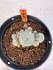 Lophophora williamsii 4-6 cm 10 years old seed ownroot flower seedling ロフォフォラ　烏羽玉　仔吹き サボテン