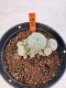 Lophophora williamsii 4-6 cm 10 years old seed ownroot flower seedling ロフォフォラ　烏羽玉　仔吹き サボテン