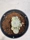 Lophophora williamsii 4-6 cm 10 years old seed ownroot flower seedling ロフォフォラ　烏羽玉　仔吹き サボテン