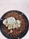 Lophophora williamsii 4-6 cm 10 years old seed ownroot flower seedling ロフォフォラ　烏羽玉　仔吹き サボテン