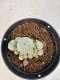 Lophophora williamsii 4-6 cm 10 years old seed ownroot flower seedling ロフォフォラ　烏羽玉　仔吹き サボテン