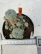 Lophophora williamsii 4-6 cm 10 years old seed ownroot flower seedling ロフォフォラ　烏羽玉　仔吹き サボテン