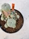 Lophophora williamsii 4-6 cm 10 years old seed ownroot flower seedling ロフォフォラ　烏羽玉　仔吹き サボテン