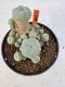 Lophophora williamsii 4-6 cm 10 years old seed ownroot flower seedling ロフォフォラ　烏羽玉　仔吹き サボテン