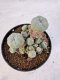 Lophophora williamsii 4-6 cm 10 years old seed ownroot flower seedling ロフォフォラ　烏羽玉　仔吹き サボテン