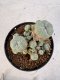 Lophophora williamsii 4-6 cm 10 years old seed ownroot flower seedling ロフォフォラ　烏羽玉　仔吹き サボテン