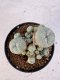 Lophophora williamsii 4-6 cm 10 years old seed ownroot flower seedling ロフォフォラ　烏羽玉　仔吹き サボテン