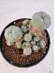 Lophophora williamsii 4-6 cm 10 years old seed ownroot flower seedling ロフォフォラ　烏羽玉　仔吹き サボテン