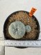 Lophophora williamsii 4-6 cm 10 years old seed ownroot flower seedling ロフォフォラ　烏羽玉　仔吹き サボテン