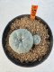 Lophophora williamsii 4-6 cm 10 years old seed ownroot flower seedling ロフォフォラ　烏羽玉　仔吹き サボテン