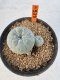 Lophophora williamsii 4-6 cm 10 years old seed ownroot flower seedling ロフォフォラ　烏羽玉　仔吹き サボテン