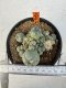 Lophophora williamsii 4-6 cm 10 years old seed ownroot flower seedling ロフォフォラ　烏羽玉　仔吹き サボテン