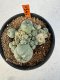 Lophophora williamsii 4-6 cm 10 years old seed ownroot flower seedling ロフォフォラ　烏羽玉　仔吹き サボテン