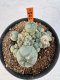 Lophophora williamsii 4-6 cm 10 years old seed ownroot flower seedling ロフォフォラ　烏羽玉　仔吹き サボテン