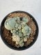 Lophophora williamsii 4-6 cm 10 years old seed ownroot flower seedling ロフォフォラ　烏羽玉　仔吹き サボテン