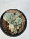 Lophophora williamsii 4-6 cm 10 years old seed ownroot flower seedling ロフォフォラ　烏羽玉　仔吹き サボテン