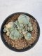 Lophophora williamsii 4-6 cm 10 years old seed ownroot flower seedling ロフォフォラ　烏羽玉　仔吹き サボテン