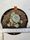 Lophophora williamsii 4-6 cm 10 years old seed ownroot flower seedling ロフォフォラ　烏羽玉　仔吹き サボテン