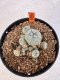 Lophophora williamsii 4-6 cm 10 years old seed ownroot flower seedling ロフォフォラ　烏羽玉　仔吹き サボテン