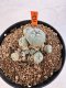 Lophophora williamsii 4-6 cm 10 years old seed ownroot flower seedling ロフォフォラ　烏羽玉　仔吹き サボテン