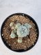 Lophophora williamsii 4-6 cm 10 years old seed ownroot flower seedling ロフォフォラ　烏羽玉　仔吹き サボテン