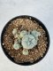 Lophophora williamsii 4-6 cm 10 years old seed ownroot flower seedling ロフォフォラ　烏羽玉　仔吹き サボテン