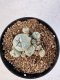 Lophophora williamsii 4-6 cm 10 years old seed ownroot flower seedling ロフォフォラ　烏羽玉　仔吹き サボテン