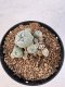 Lophophora williamsii 4-6 cm 10 years old seed ownroot flower seedling ロフォフォラ　烏羽玉　仔吹き サボテン