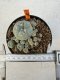 Lophophora williamsii 4-6 cm 10 years old seed ownroot flower seedling ロフォフォラ　烏羽玉　仔吹き サボテン