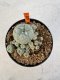 Lophophora williamsii 4-6 cm 10 years old seed ownroot flower seedling ロフォフォラ　烏羽玉　仔吹き サボテン