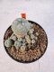 Lophophora williamsii 4-6 cm 10 years old seed ownroot flower seedling ロフォフォラ　烏羽玉　仔吹き サボテン