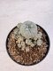 Lophophora williamsii 4-6 cm 10 years old seed ownroot flower seedling ロフォフォラ　烏羽玉　仔吹き サボテン