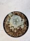 Lophophora williamsii 4-6 cm 10 years old seed ownroot flower seedling ロフォフォラ　烏羽玉　仔吹き サボテン