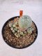 Lophophora williamsii 4-6 cm 10 years old seed ownroot flower seedling ロフォフォラ　烏羽玉　仔吹き サボテン