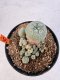 Lophophora williamsii 4-6 cm 10 years old seed ownroot flower seedling ロフォフォラ　烏羽玉　仔吹き サボテン