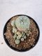 Lophophora williamsii 4-6 cm 10 years old seed ownroot flower seedling ロフォフォラ　烏羽玉　仔吹き サボテン