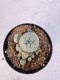 Lophophora williamsii 4-6 cm 10 years old seed ownroot flower seedling ロフォフォラ　烏羽玉　仔吹き サボテン