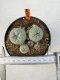 Lophophora williamsii 4-6 cm 10 years old seed ownroot flower seedling ロフォフォラ　烏羽玉　仔吹き サボテン