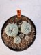 Lophophora williamsii 4-6 cm 10 years old seed ownroot flower seedling ロフォフォラ　烏羽玉　仔吹き サボテン