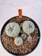 Lophophora williamsii 4-6 cm 10 years old seed ownroot flower seedling ロフォフォラ　烏羽玉　仔吹き サボテン