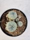 Lophophora williamsii 4-6 cm 10 years old seed ownroot flower seedling ロフォフォラ　烏羽玉　仔吹き サボテン