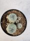 Lophophora williamsii 4-6 cm 10 years old seed ownroot flower seedling ロフォフォラ　烏羽玉　仔吹き サボテン