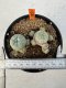 Lophophora williamsii 4-6 cm 10 years old seed ownroot flower seedling ロフォフォラ　烏羽玉　仔吹き サボテン