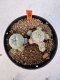 Lophophora williamsii 4-6 cm 10 years old seed ownroot flower seedling ロフォフォラ　烏羽玉　仔吹き サボテン