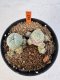 Lophophora williamsii 4-6 cm 10 years old seed ownroot flower seedling ロフォフォラ　烏羽玉　仔吹き サボテン