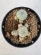 Lophophora williamsii 4-6 cm 10 years old seed ownroot flower seedling ロフォフォラ　烏羽玉　仔吹き サボテン