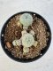 Lophophora williamsii 4-6 cm 10 years old seed ownroot flower seedling ロフォフォラ　烏羽玉　仔吹き サボテン