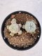 Lophophora williamsii 4-6 cm 10 years old seed ownroot flower seedling ロフォフォラ　烏羽玉　仔吹き サボテン