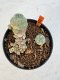 Lophophora williamsii 4-6 cm 10 years old seed ownroot flower seedling ロフォフォラ　烏羽玉　仔吹き サボテン