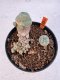 Lophophora williamsii 4-6 cm 10 years old seed ownroot flower seedling ロフォフォラ　烏羽玉　仔吹き サボテン